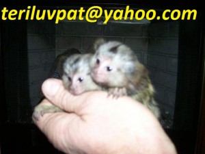 Two small Marmoset  MONKEYS