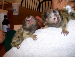 mamoset monkeys for adoption
