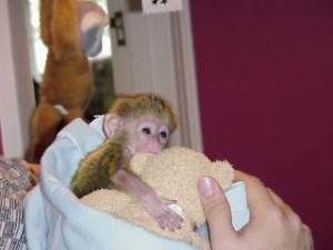 Adorable Capuchin monkeys waiting for you out there