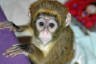 charming face capuchin monkey 