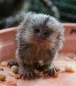 cute lovely two finger marmoset for adoption