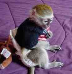  Two Baby Capuchin monkey For Free Adoption