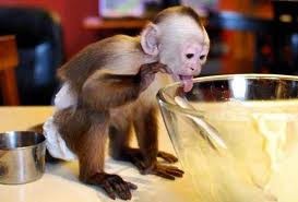 well trained baby Capuchin monkeys for adoption