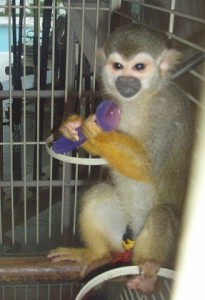 ~~Baby Capuchin,Marmoset,Squirrel Monkeys For sale from Devoted~~