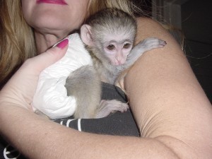 We have an adorable baby Capuchin monkey to give out