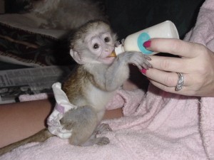 Adorable male and female baby Capuchin Monkeys for lovely families.