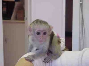 Adorable Home Trained Capuchin Monkeys For Adoption