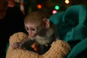 lovely capuchin monkeys for your home