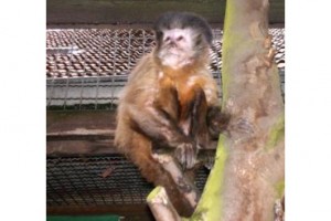 Adorable baby capuchin,squirrel and marmoset monkeys for sale