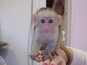 good looking capuchin monkey