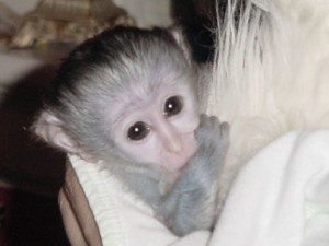 Lovely Capuchin Monkey Girl For Adoption