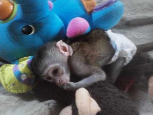 CHARMING HEALTHY MONKEY BABIES FOR FREE ADOPTION