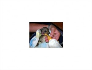 Tamed baby kinkajou for sale