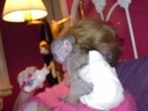 Cute Baby Capuchin monkeys Monkeys For Adoption 