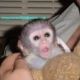 Angelic baby Capuchin monkeys ready for new loving homes