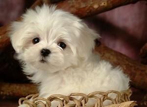maltese babies for free adoption to good home