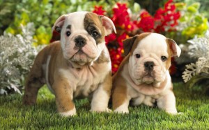 ?? ? ENGLISH BULLDOG  PUPPIES FOR FREE ADOPTION? ? ?