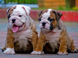 cute and adorable English Bulldog puppy for adoption.