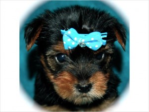 Lovely Cute looking Teacup apple head yorkie puppies (12 weeks)