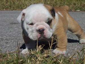 AKC Charming Male And Female English Bulldog Puppies