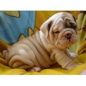 ENGLISH BULLDOG PUPS AKC Registered .