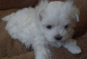 Teacup Bichon Maltese puppies