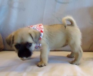 Top Classic And Obedient Pug Puppies Available