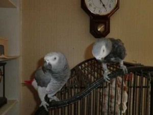 Healthy Pair of African grey parrots for free adoption
