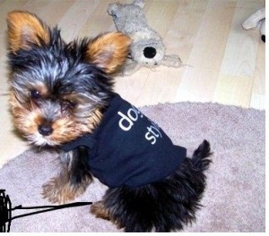 lovely yorkie puppies ready for adoption