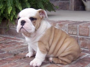 cute english bulldog puppies for adoption