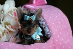 Lovely Cute looking Teacup apple head yorkie puppies (12 weeks)