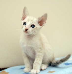 Quality Healthy Male And Female Siamese Kittens Ready( Please contact with your valid phone number ).