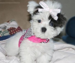 Lovely and cute Maltese puppies for good homes