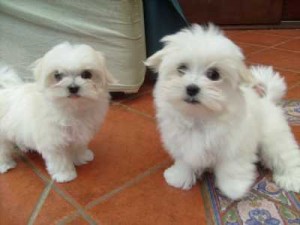 four Gorgeous Teacup maltese Puppies for A Good Home.