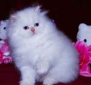 PERSIAN KITTENS FOR ADOPTION