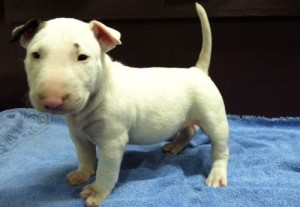 Awesome Bull Terrier puppies*Arkansas*