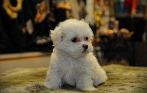 Well Trained Teacup  Maltese Puppies Available