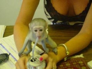 Well tamed and trained white face baby capuchin monkeys