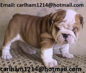 Great Quality AKC English Bulldog (Champion Bloodlines)