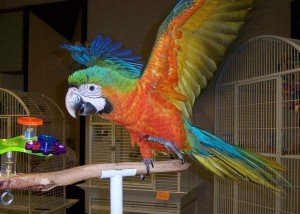 Blue AND GOLD MACAW PARORTS FOR SALE