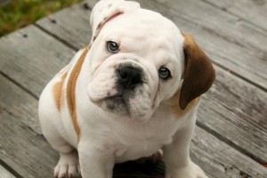 English Bulldog Puppy~Exceptional Quality Male~Champion Bloodlines