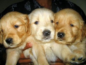 Splendid golden retriever puppies