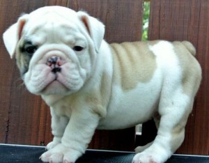 Male And Female English Bulldog For Free Adoption.