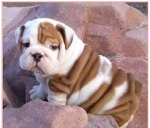 ADORABLE ENGLISH BULLDOG PUPPIES FOR FREE ADOPTION