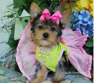 %100 HEALTHY YORKIE PUPPIES FOR FREE ADOPTION.