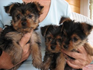 Tea Cup Y orkie Puppies for adoption