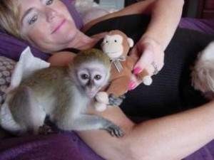 !!!charming Male and Female Capuchin Monkeys!!!