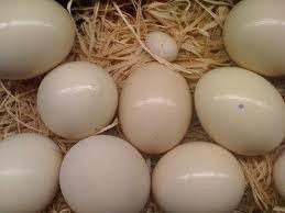 FRESH LAID OSTRICH AND PARROTS EGGS AND THEIR CHICKS AVAILABLE