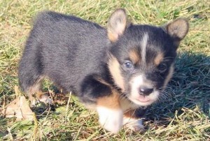 Outstanding Pembroke Welsh Corgi Puppies