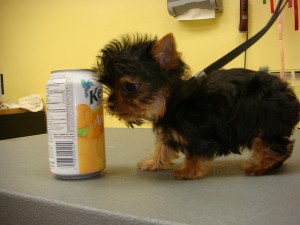 ***High Quality Micro Male and Female Teacup Yorkie puppies Available***